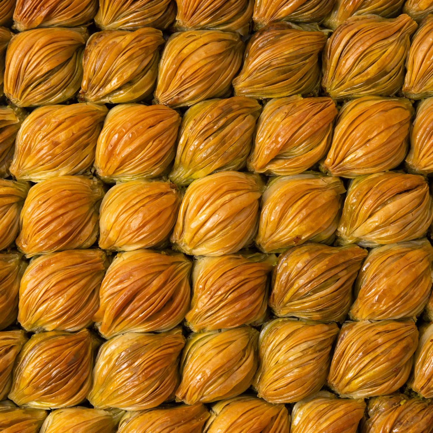 Mussel Shape